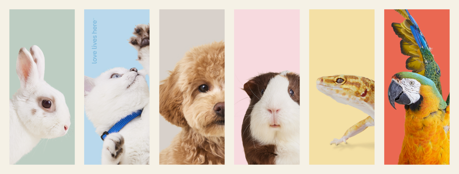 🐾【9月6日】宠物领养活动 - 萨斯卡通狗狗救助组织 🐾