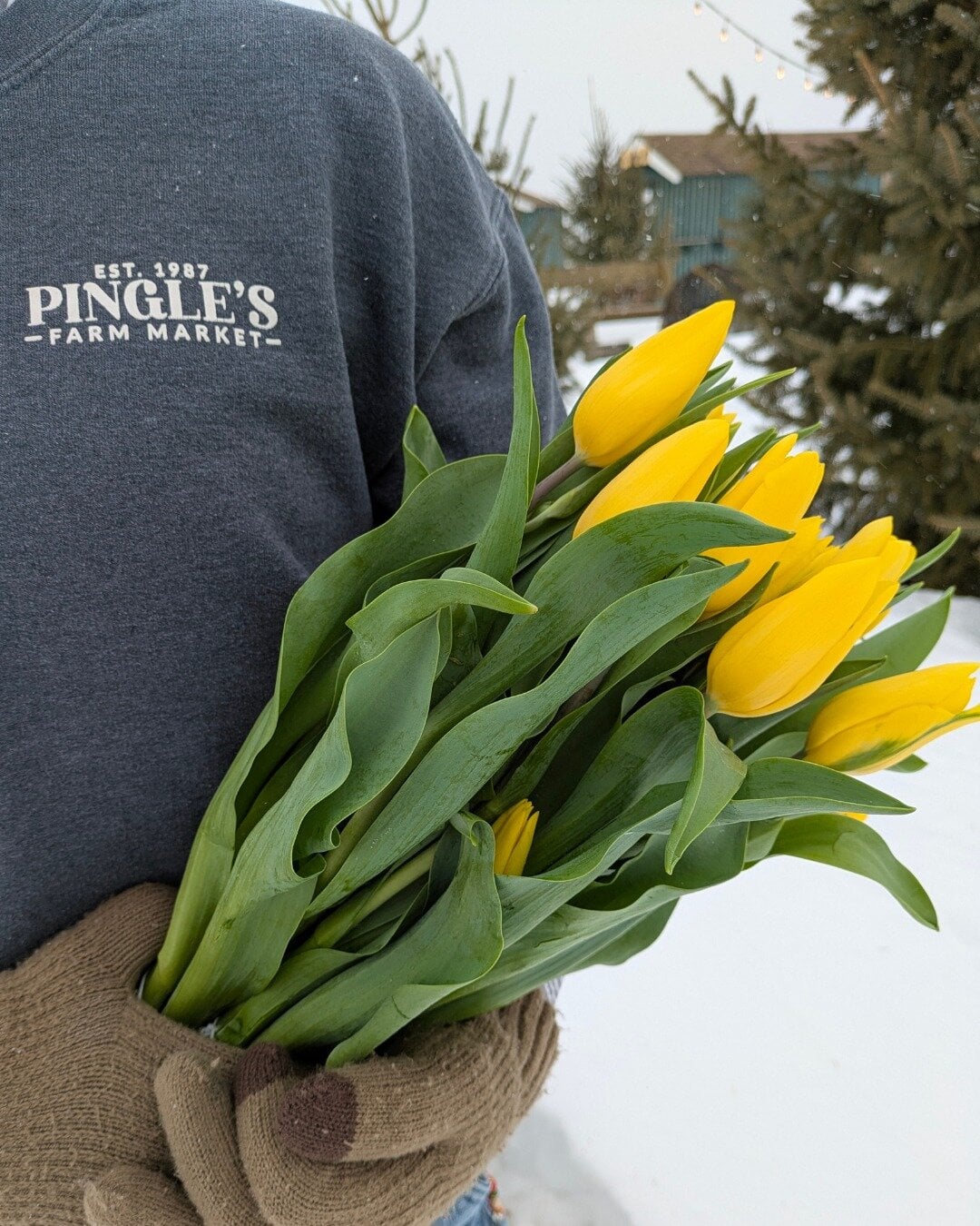 【5月8日至18日】Pingle's Farm 郁金香节