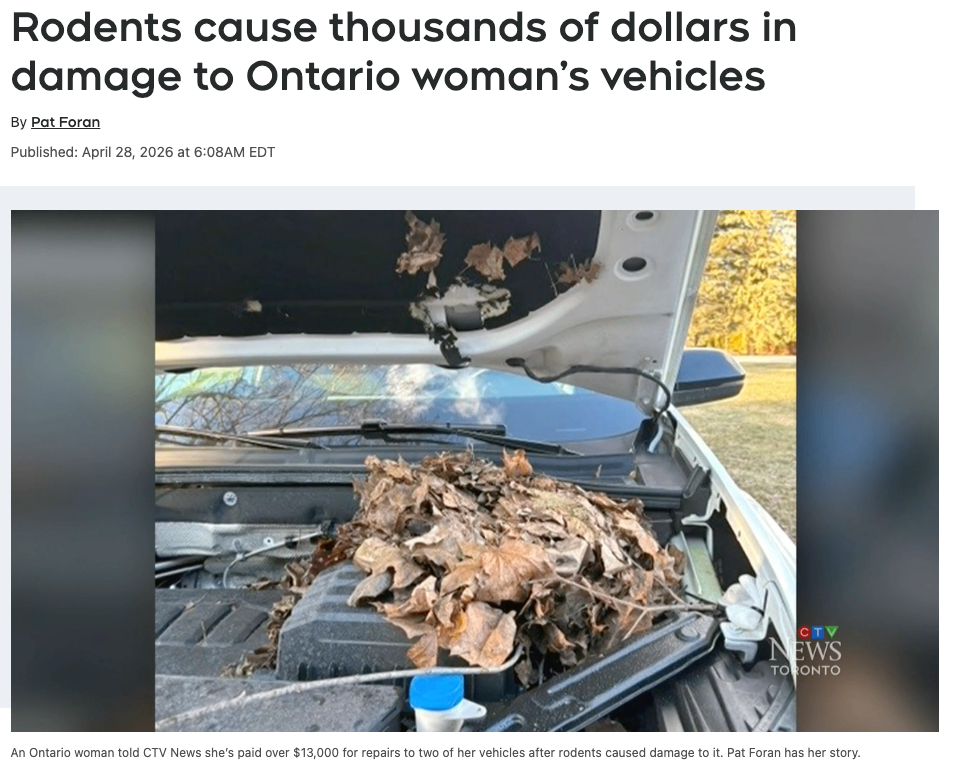 由于啮齿动物破坏车辆，造成安省女子数千加元损失